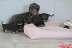 Vrolijke Ruwhaar dwerg Teckel pups, Dieren en Toebehoren, Nederland, CDV (hondenziekte), 8 tot 15 weken, Dwerg
