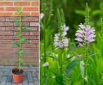 Scharnierbloem vlinders Physostegia Virginiana zachtroze, Volle zon, Vaste plant, Zomer, Ophalen