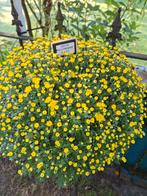 Grote Bolchrysanten, Tuin en Terras, Ophalen, Overige soorten