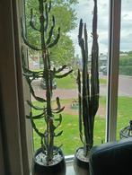 Cactussen, Hobby en Vrije tijd, Ophalen