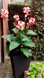 Canna Lelie zaden Geel of Rood of Zalm kleurig per 10 stuks, Ophalen of Verzenden, Voorjaar, Volle zon, Zaad