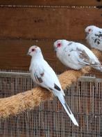 Koppel bonte diamand duifjes, Dieren en Toebehoren, Meerdere dieren