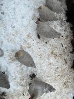 4 hen 1 haan isabel. Brahma, Dieren en Toebehoren, Vrouwelijk, Kip