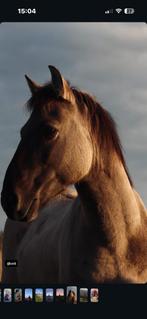 2 prachtige en lieve ruinen Konik paarden te koop, Dieren en Toebehoren, Ophalen of Verzenden, Rijden