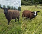 Bonte ooitjes, Dieren en Toebehoren, Vrouwelijk, Schaap, 0 tot 2 jaar