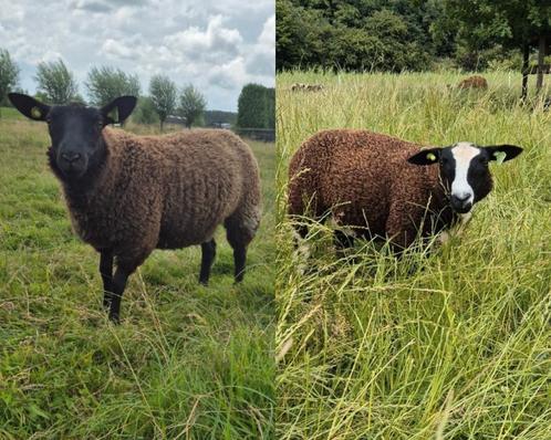 Bonte ooitjes, Dieren en Toebehoren, Schapen, Geiten en Varkens, Schaap, Vrouwelijk, 0 tot 2 jaar