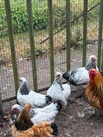 Wyandot kriel wit zwart en zilver zwart gezoomd, Dieren en Toebehoren, Pluimvee, Vrouwelijk, Kip