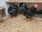 Zeer goede trio zwart wit geparelde wyandotte krielen 25, Meerdere dieren, Kip