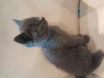 Schitterende kittens aangeboden, Dieren en Toebehoren, Katten en Kittens | Overige Katten, Meerdere dieren