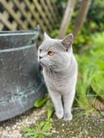NIET TE KOOP: Prachtige Britse Korthaar DEKKATER, Dieren en Toebehoren, Katten en Kittens | Dekkaters