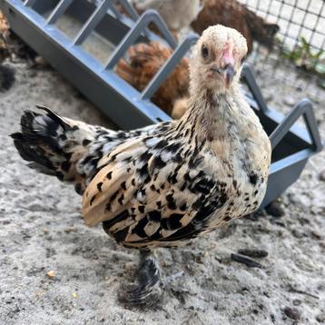 citroenporselein (kleur) sabelpoot kriel kip hen kuiken beschikbaar voor biedingen