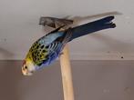 Bleekkop rosella split geel, Mannelijk, Parkiet