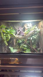 Terrarium verschillende soorten, Ophalen of Verzenden, Zo goed als nieuw