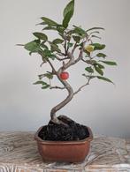 Malus Sierappel Bonsai, Tuin en Terras, Planten | Bomen, Bloeit niet, Halfschaduw, Minder dan 100 cm, Overige soorten