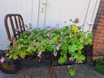 Bloeiende Geranium 'Ingwerens Variety' (Ooievaarsbek)!, Ophalen, Zomer, Overige soorten, Halfschaduw