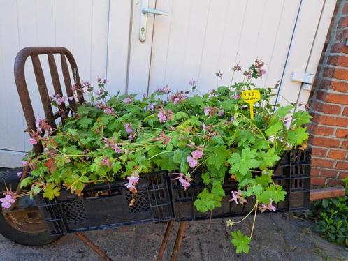 Bloeiende Geranium 'Ingwerens Variety' (Ooievaarsbek)!, Tuin en Terras, Planten | Tuinplanten, Overige soorten, Halfschaduw, Zomer