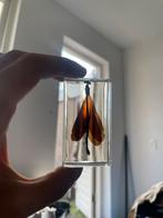 insect voor verzameling, Verzamelen, Ophalen of Verzenden