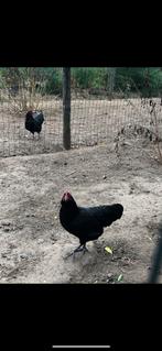 Tekoop austrlorp krielen 2 hennen en een haan, Dieren en Toebehoren, Meerdere dieren, Kip