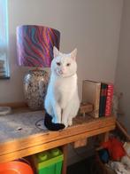 Lieve, mooie, witte kat, Kater, Kortharig, 6 jaar of ouder