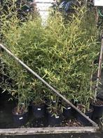 bambou geel stelig 300 cm hoog phylostachys aura in pot, Ophalen, Zomer, Overige soorten, Volle zon