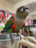 Jonge Baby Pyrrhura´s | Handtam | Nieuwsgierig | Div. Kleure, Dieren en Toebehoren, Vogels | Parkieten en Papegaaien, Meerdere dieren