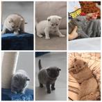 Prachtige British korthaar kittens Fawn, blauwe/Lilac, Dieren en Toebehoren, Katten en Kittens | Raskatten | Korthaar, Meerdere dieren