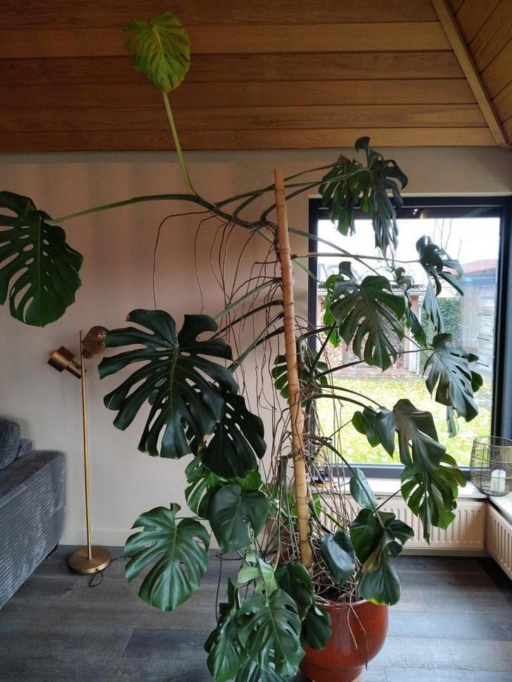 Grote Monstera Plant met Pot - 2,70m, Huis en Inrichting, Kamerplanten, Ophalen