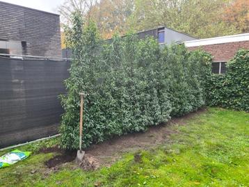 Portugese laurier 225-250 cm direct een hoge haag! beschikbaar voor biedingen