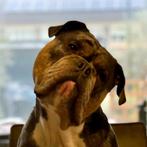 Merle old english bulldog dekreu, Nederland, Rabiës (hondsdolheid), Reu, 1 tot 2 jaar