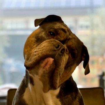 Merle old english bulldog dekreu beschikbaar voor biedingen