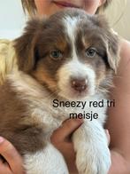 Raszuivere aussie- australian shepherd - asutralische herder, CDV (hondenziekte), 8 tot 15 weken, Meerdere, Meerdere dieren