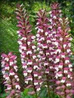 Acanthus Mollis zaden, Tuin en Terras, Ophalen of Verzenden, Voorjaar, Volle zon, Zaad