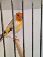 Majoor putters koppel. 2025, Meerdere dieren, Wildzangvogel
