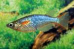 Daisy rijstvisjes Oryzias woworae, Dieren en Toebehoren, Vissen | Aquariumvissen, Vis, Zoetwatervis, Schoolvis