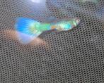 Full Blue Singa, de enige echte! Raszuiver, Vis, Zoetwatervis, Schoolvis