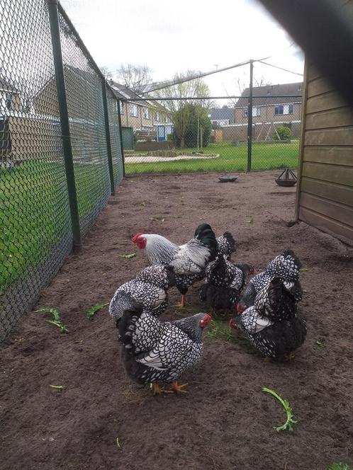 Broedeieren wyandotte kriel zilver zwart gezoomd, Dieren en Toebehoren, Pluimvee, Kip, Geslacht onbekend
