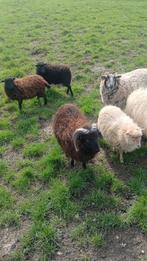 Qeussant schapen, Dieren en Toebehoren, Vrouwelijk, Schaap