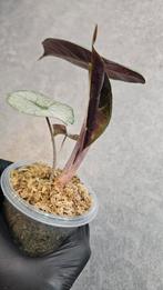 Alocasia Pink Dragon Stardust Variegata, Ophalen of Verzenden, Halfschaduw, Minder dan 100 cm