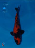 Hi Utsuri koi karper, Karper of Koi