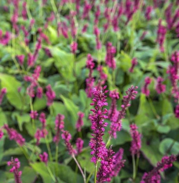 Persicaria amplexicaulis 'Speciosa' (Duizendknoop), Tuin en Terras, Planten | Tuinplanten, Volle zon, Vaste plant, Zomer, Ophalen