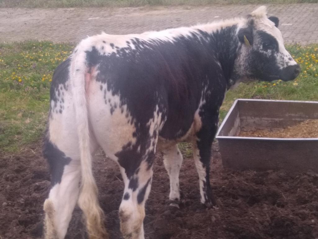 Te koop prachtige luxe pink., Dieren en Toebehoren, Runderen, Vrouwelijk