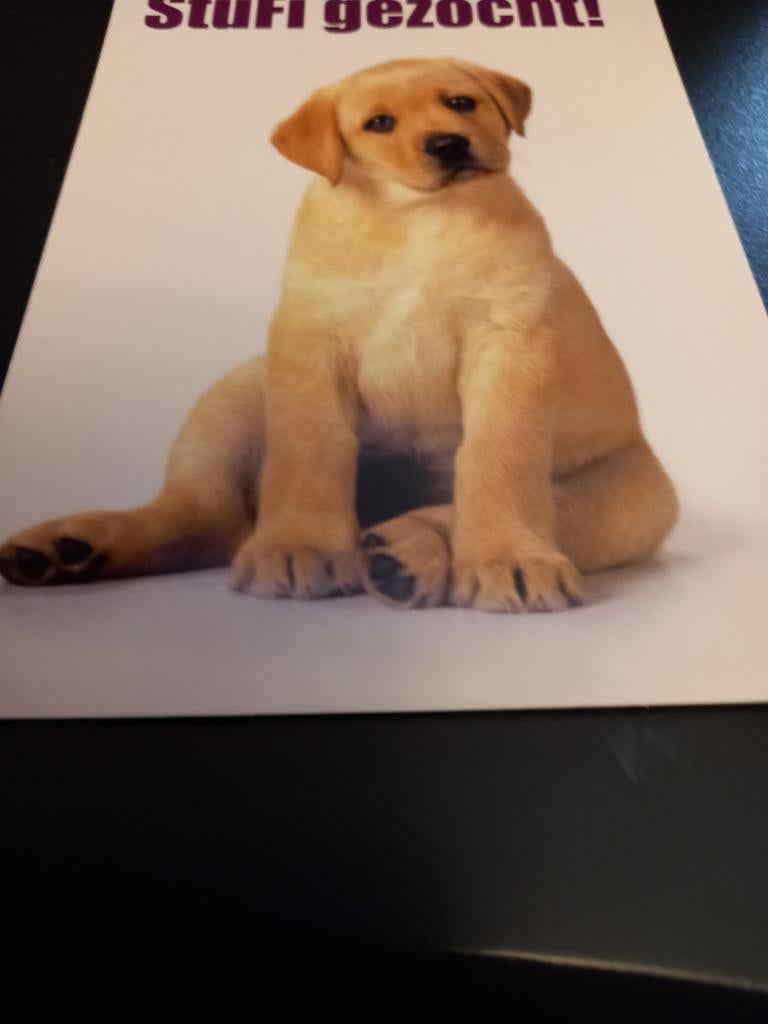 2 kaart hond en poes. Ongelopen, Verzenden, Nieuw, Hond of Kat, Beeldje of Figuurtje