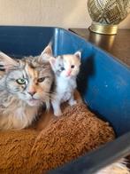 Er zijn 3 Maine-coon kittens geboren, Meerdere dieren, Met stamboom