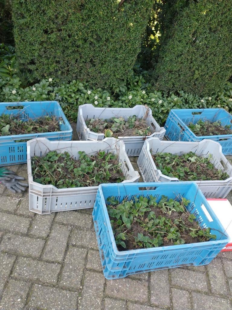 Aardbeien plantjes te koop, ras Korona, Ophalen, Volle zon