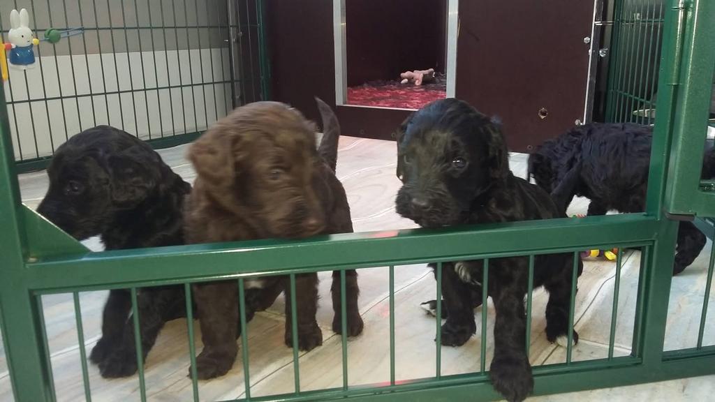 Puppyren met 7 delen, Ophalen, Gebruikt