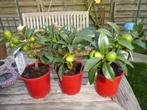 3 sinaasappel boompjes. (Kumquat), Lente, Minder dan 100 cm, Volle zon, In pot