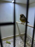 Closter man, Dieren en Toebehoren, Vogels | Kanaries, Mannelijk, Kleurkanarie