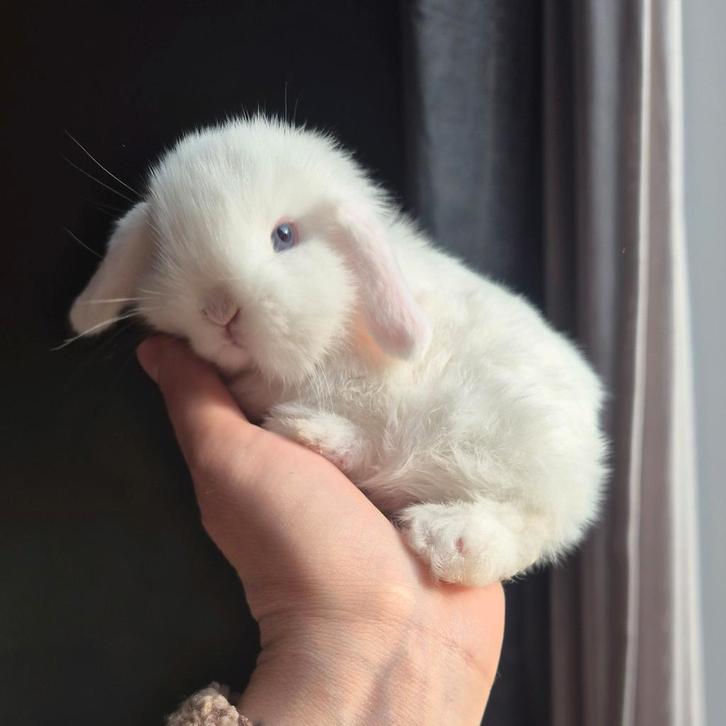 Lieve knappe Minilop konijntjes🩷💙, Dieren en Toebehoren, Konijnen, Dwerg, Meerdere dieren