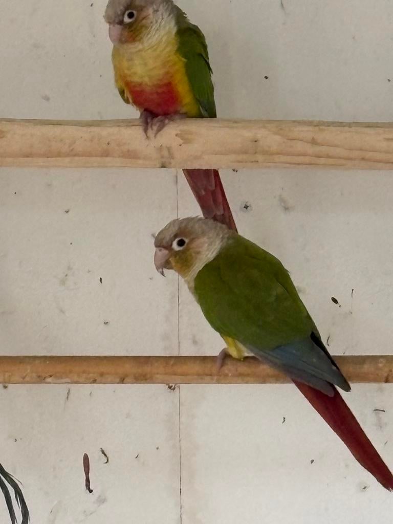 Gezocht verschillende soorten vogels, Dieren en Toebehoren, Vogels | Parkieten en Papegaaien, Meerdere dieren, Parkiet