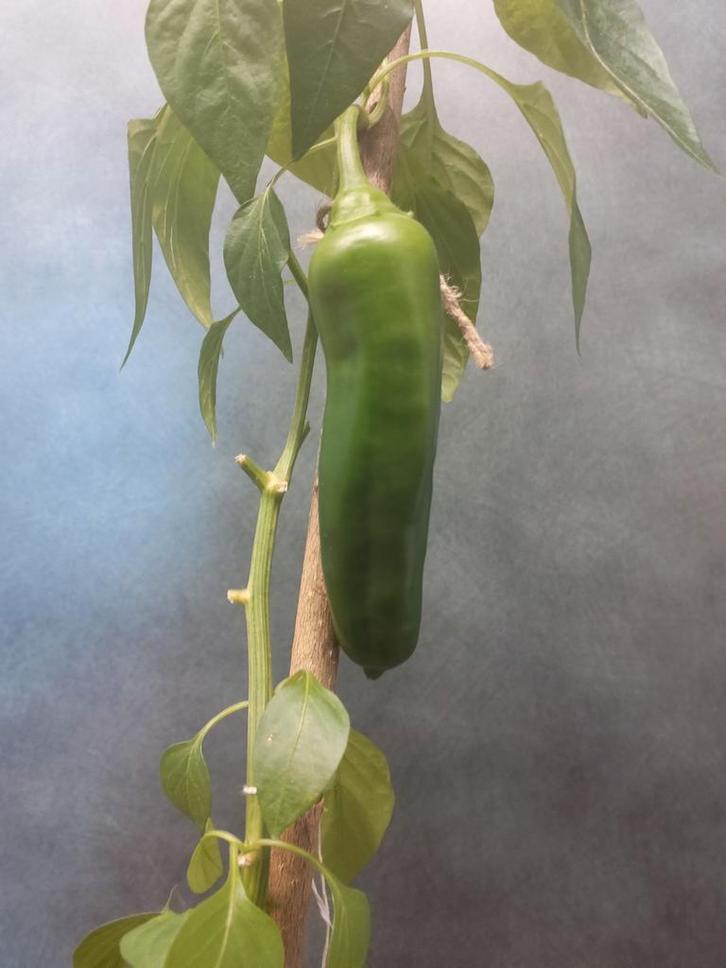 Paprikaplant met vrucht - Vers uit eigen kweek, Tuin en Terras, Planten | Tuinplanten, Eenjarig, Groenteplanten, Volle zon, Zomer
